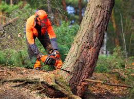 Best Commercial Tree Services  in Vermilion, OH