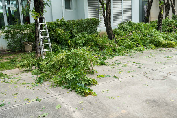 How Our Tree Care Process Works  in  Vermilion, OH