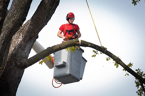 Best Fruit Tree Pruning  in Vermilion, OH