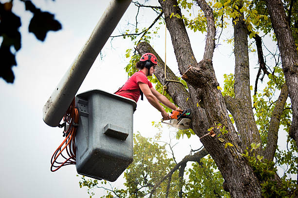 Best Tree Trimming and Pruning  in Vermilion, OH