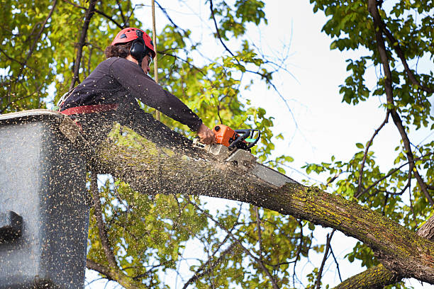 Reliable Vermilion, OH Tree Services Solutions